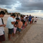 Sea Turtles Season coming to Los Cabos, Baja California Sur