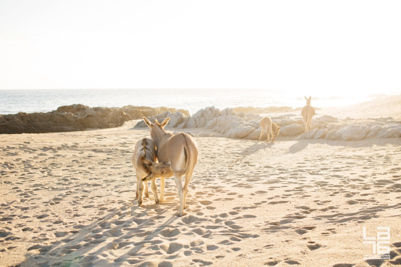 East Cape Escape LA76 Cabo Mexico Wedding Lifestyle